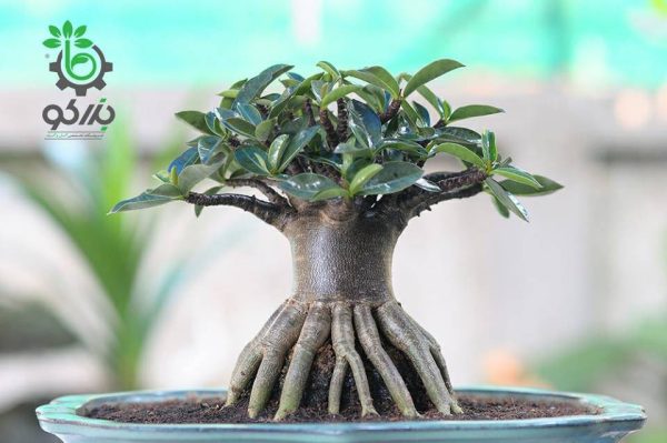 بذر آدنیوم عربیکوم واریته پوست سیاه | Adenium Arabicum cv. Black Skin