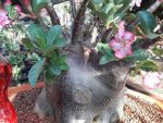 بذر آدنیوم عربیکوم واریته پوست سیاه | Adenium Arabicum cv. Black Skin