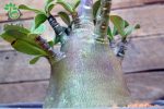 بذر آدنیوم عربیکوم واریته پوست سیاه | Adenium Arabicum cv. Black Skin