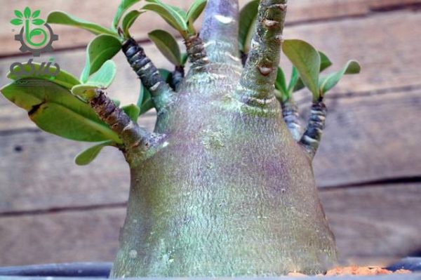 بذر آدنیوم عربیکوم واریته پوست سیاه | Adenium Arabicum cv. Black Skin