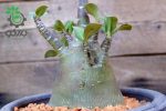 بذر آدنیوم عربیکوم واریته پوست سیاه | Adenium Arabicum cv. Black Skin