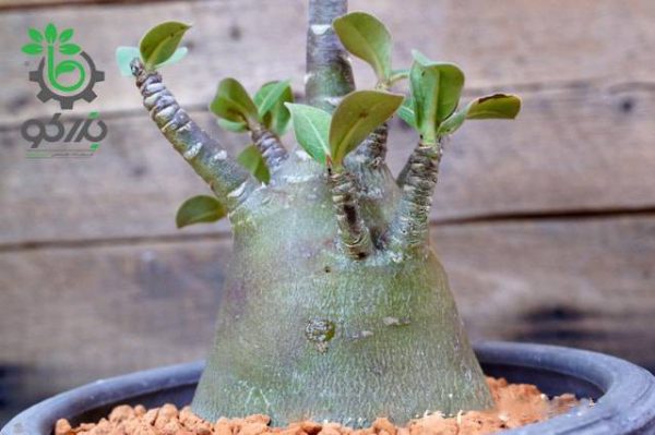 بذر آدنیوم عربیکوم واریته پوست سیاه | Adenium Arabicum cv. Black Skin