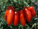 بذر گوجه فرنگی سان مارزانو | San Marzano Tomato