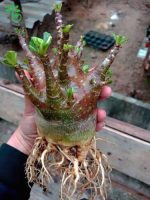 بذر آدنیوم عربیکوم واریته پوست سیاه | Adenium Arabicum cv. Black Skin