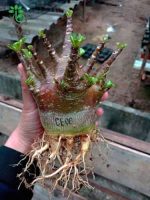 بذر آدنیوم عربیکوم واریته پوست سیاه | Adenium Arabicum cv. Black Skin