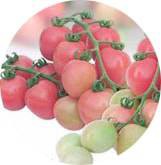 بذر گوجه فرنگی F1 واریته پچ رانگ یا الماس پله | F1 HYBRID TOMATO PECH RUNG