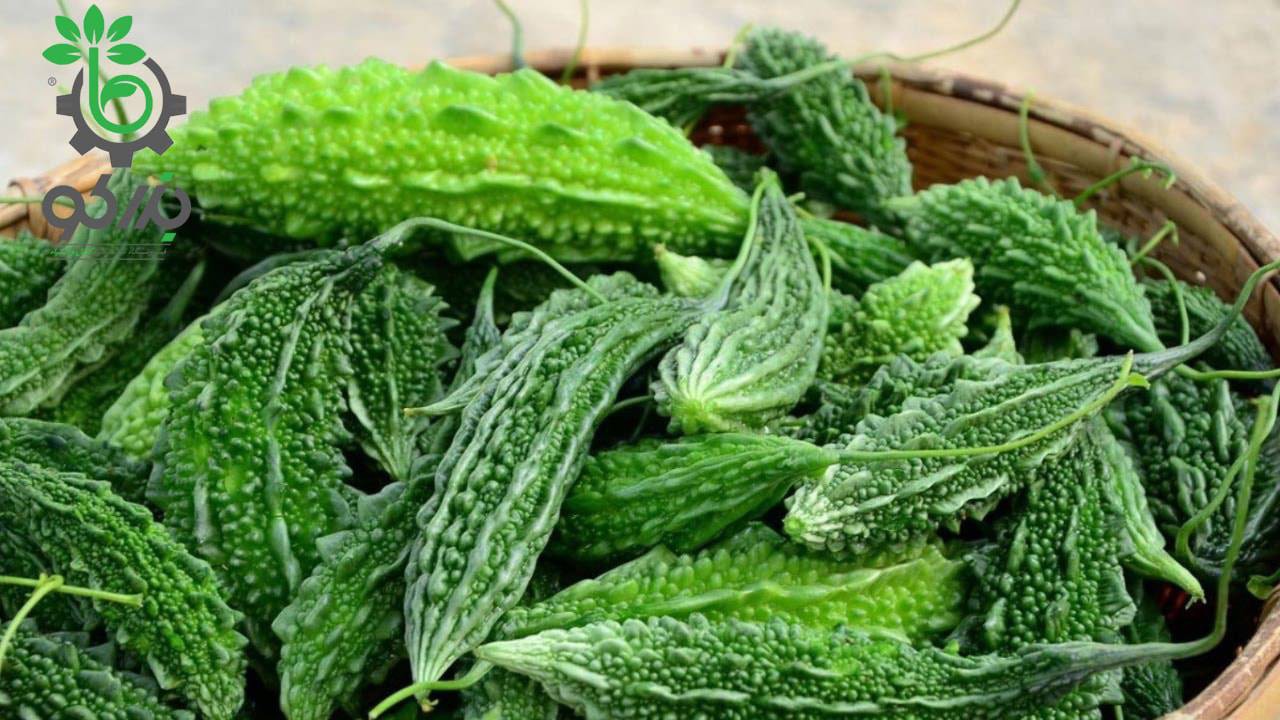 بذر بیتر ملون ارگانیک | خربزه تلخ | بذر کارلا | Bitter Gourd Karela