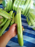 بذر بادمجان سبز قلمی F1 واریتهTHEP MORAKOT F1 EGGPLANT