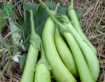 بذر بادمجان سبز قلمی F1 واریتهTHEP MORAKOT F1 EGGPLANT