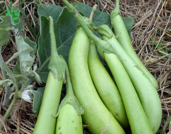 بذر بادمجان سبز قلمی F1 واریتهTHEP MORAKOT F1 EGGPLANT