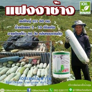 بذر کدو واکسی | خربزه زمستانی | winter melon| Benincasa hispida