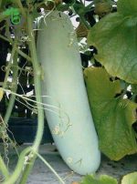 بذر کدو واکسی | خربزه زمستانی | winter melon| Benincasa hispida