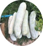 بذر کدو واکسی | خربزه زمستانی | winter melon| Benincasa hispida