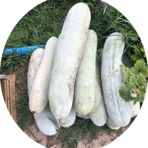 بذر کدو واکسی | خربزه زمستانی | winter melon| Benincasa hispida
