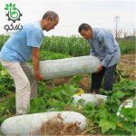 بذر کدو واکسی | خربزه زمستانی | winter melon| Benincasa hispida