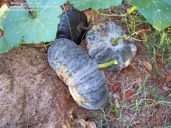 بذر کدو تنبل سری موآنگ | F1 HYBRID PUMPKIN SRIMUANG SEED