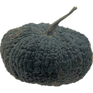 بذر کدو تنبل سری موآنگ | F1 HYBRID PUMPKIN SRIMUANG SEED