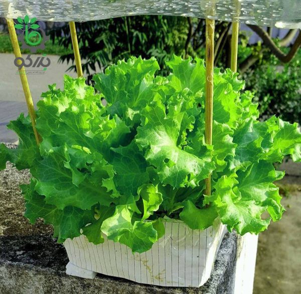 بذر کاهو فر سبز سالادی گراند رپیدز | Grand Rapids Lettuce