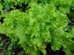 بذر کاهو فر سبز سالادی گراند رپیدز | Grand Rapids Lettuce