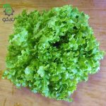 بذر کاهو فر سبز سالادی گراند رپیدز | Grand Rapids Lettuce
