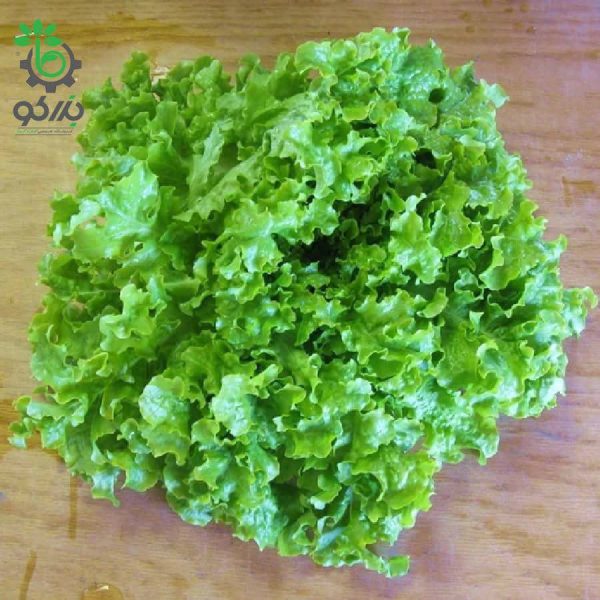 بذر کاهو فر سبز سالادی گراند رپیدز | Grand Rapids Lettuce
