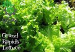بذر کاهو فر سبز سالادی گراند رپیدز | Grand Rapids Lettuce