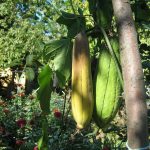 بذر گیاه جالب لوفا (Luffa)