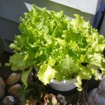 بذر کاهو فر سبز سالادی گراند رپیدز | Grand Rapids Lettuce