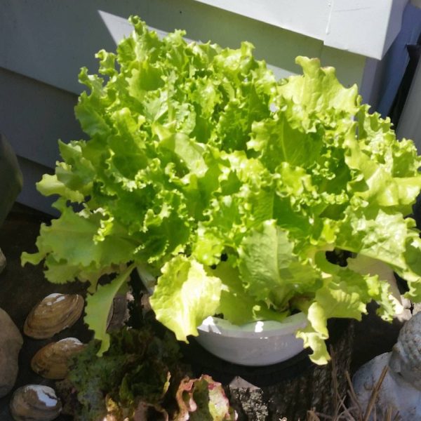 بذر کاهو فر سبز سالادی گراند رپیدز | Grand Rapids Lettuce