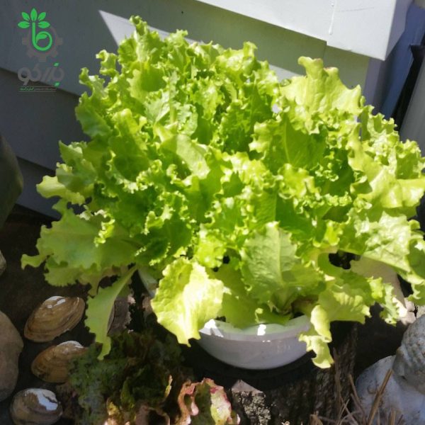 بذر کاهو فر سبز سالادی گراند رپیدز | Grand Rapids Lettuce