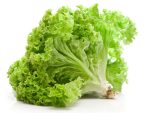بذر کاهو فر سبز سالادی گراند رپیدز | Grand Rapids Lettuce