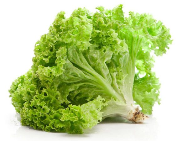 بذر کاهو فر سبز سالادی گراند رپیدز | Grand Rapids Lettuce