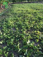 بذر خربزه راه راه تایلندی | Tahi Melon Sreed