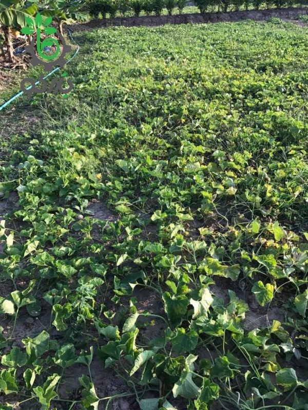 بذر خربزه راه راه تایلندی | Tahi Melon Sreed