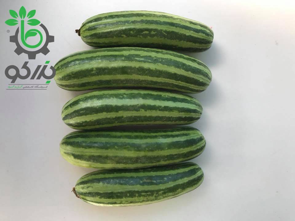 بذر خربزه راه راه تایلندی | Tahi Melon Sreed