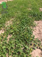 بذر خربزه راه راه تایلندی | Tahi Melon Sreed