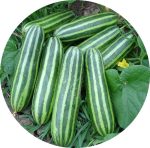 بذر خربزه راه راه تایلندی | Tahi Melon Sreed