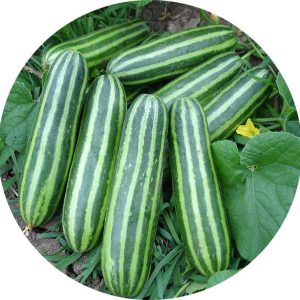 بذر خربزه راه راه تایلندی | Tahi Melon Sreed