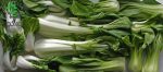 بذر کلم پاک چوی یا بوک چوی ساقه سفید | White Pak Choi