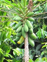 بذر پاپایا رد لیدی | papaya red lady tree seed