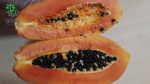 بذر پاپایا رد لیدی | papaya red lady tree seed
