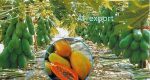 بذر پاپایا رد لیدی | papaya red lady tree seed