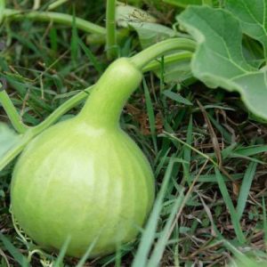 بذر کدو قلیانی نامتاو یا کدو بمبی | NAMTAO SL SPECIAL SELECTION BOTTLE GOURD