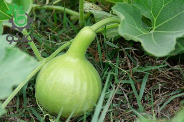 بذر کدو قلیانی نامتاو یا کدو بمبی | NAMTAO SL SPECIAL SELECTION BOTTLE GOURD