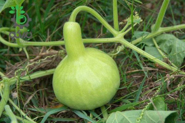 بذر کدو قلیانی نامتاو یا کدو بمبی | NAMTAO SL SPECIAL SELECTION BOTTLE GOURD
