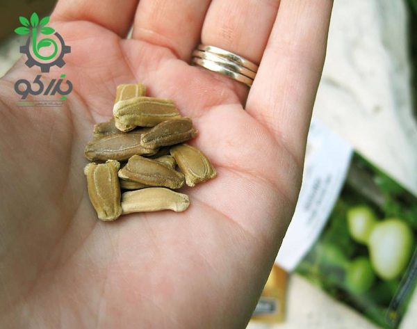 بذر کدو قلیانی نامتاو یا کدو بمبی | NAMTAO SL SPECIAL SELECTION BOTTLE GOURD