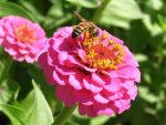 بذر گل Zinnia elegans (گل آهار)