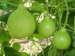بذر کدو قلیانی نامتاو یا کدو بمبی | NAMTAO SL SPECIAL SELECTION BOTTLE GOURD