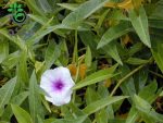 بذر اسفناج آبی تایلندی برگ بامبو پای انگام | Chinese Convolvulus Seed