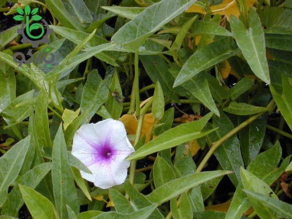بذر اسفناج آبی تایلندی برگ بامبو پای انگام | Chinese Convolvulus Seed